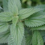 Detailed photograph of vibrant green stinging nettle leaves in an outdoor setting.