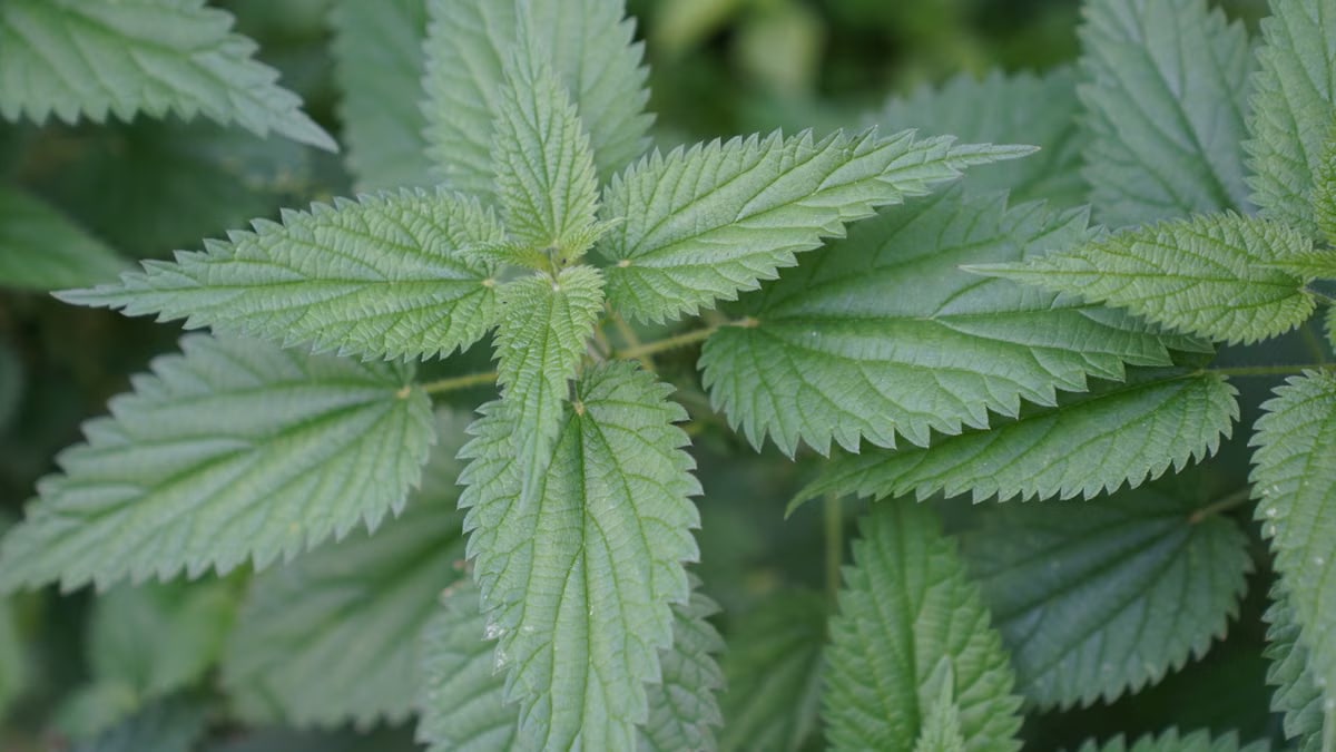 Detailed photograph of vibrant green stinging nettle leaves in an outdoor setting.